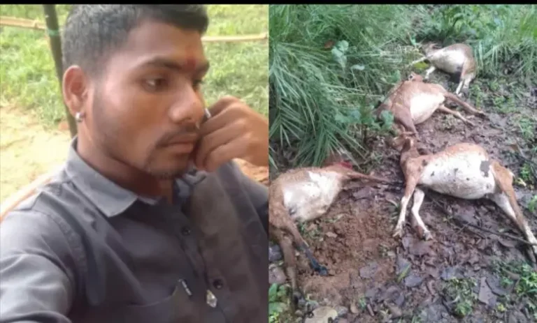CG:आकाश से बरसी मौत की बिजली,एक युवक समेत 4 मवेशियों की जीवन लीला समाप्त