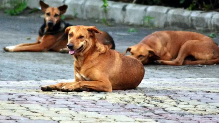 CG:कुत्तों का तांडव एक बच्चे के सिर और हाथ में 20 टांके,कई बच्चो का चल रहा उपचार
