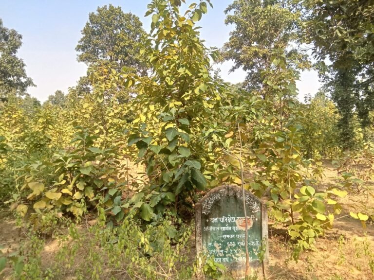 मरवाही वन मंडल में अवैध सागौन कटाई, वन विभाग की निष्क्रियता पर उठे सवाल