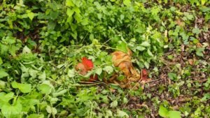 IMG 20250725 WA0272