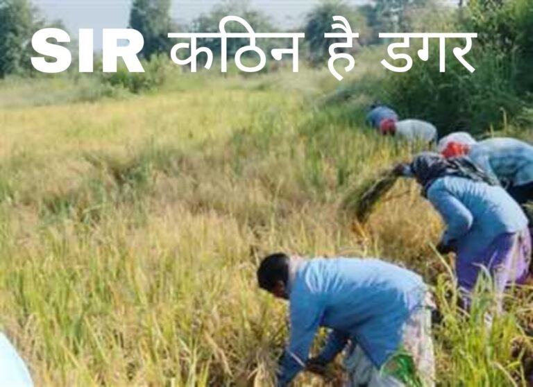 धान कटाई और SIR साथ-साथ कठिन है, डगर