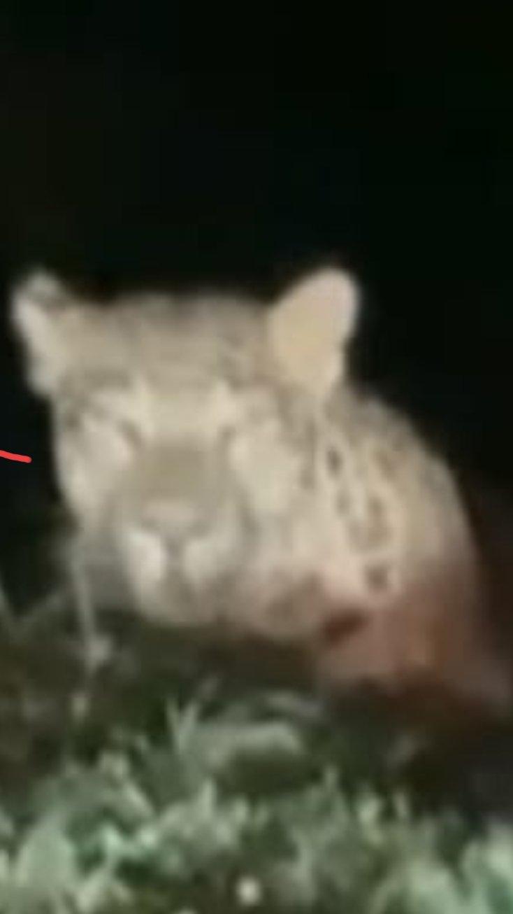 गौरेला खोड़री मार्ग भनवारटंक के पास देर रात एक तेंदुआ दिखाई देने से राहगीरों में  दहशत